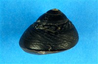 藏品(素面黑鐘螺)的圖片